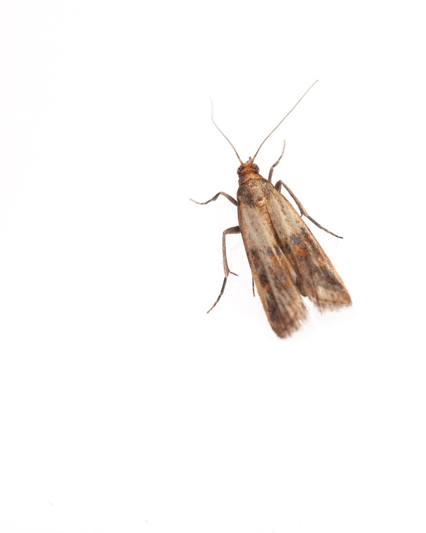 comment se debarrasser des mites