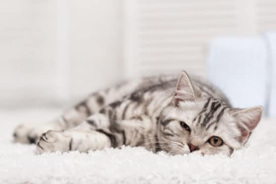 Comment nettoyer une tache d'urine de chat sur un tapis ou de la moquette ?