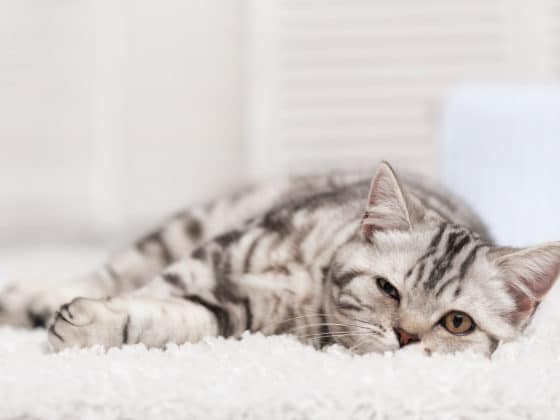 Comment nettoyer une tache d'urine de chat sur un tapis ou de la moquette ?