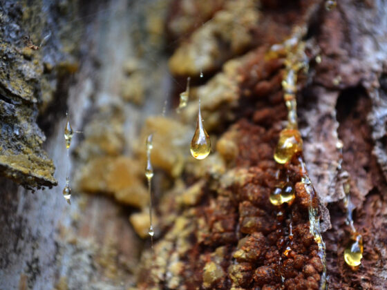 Retirer de la résine de sapin d'un tissu