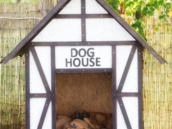 Comment décaper la peinture d’une niche pour chien ?