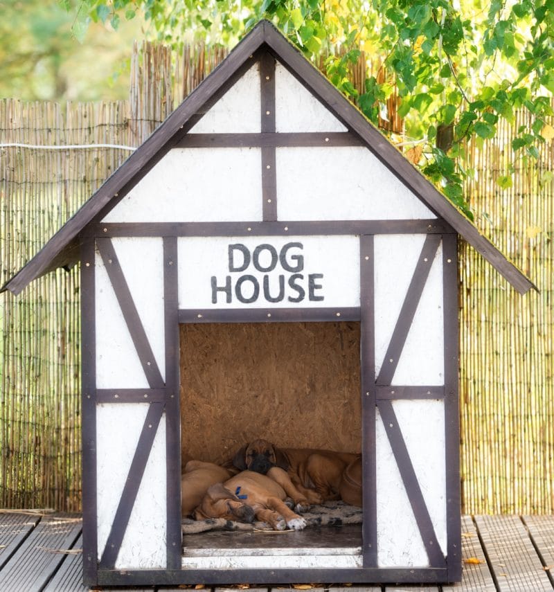 Comment décaper la peinture d’une niche pour chien ?