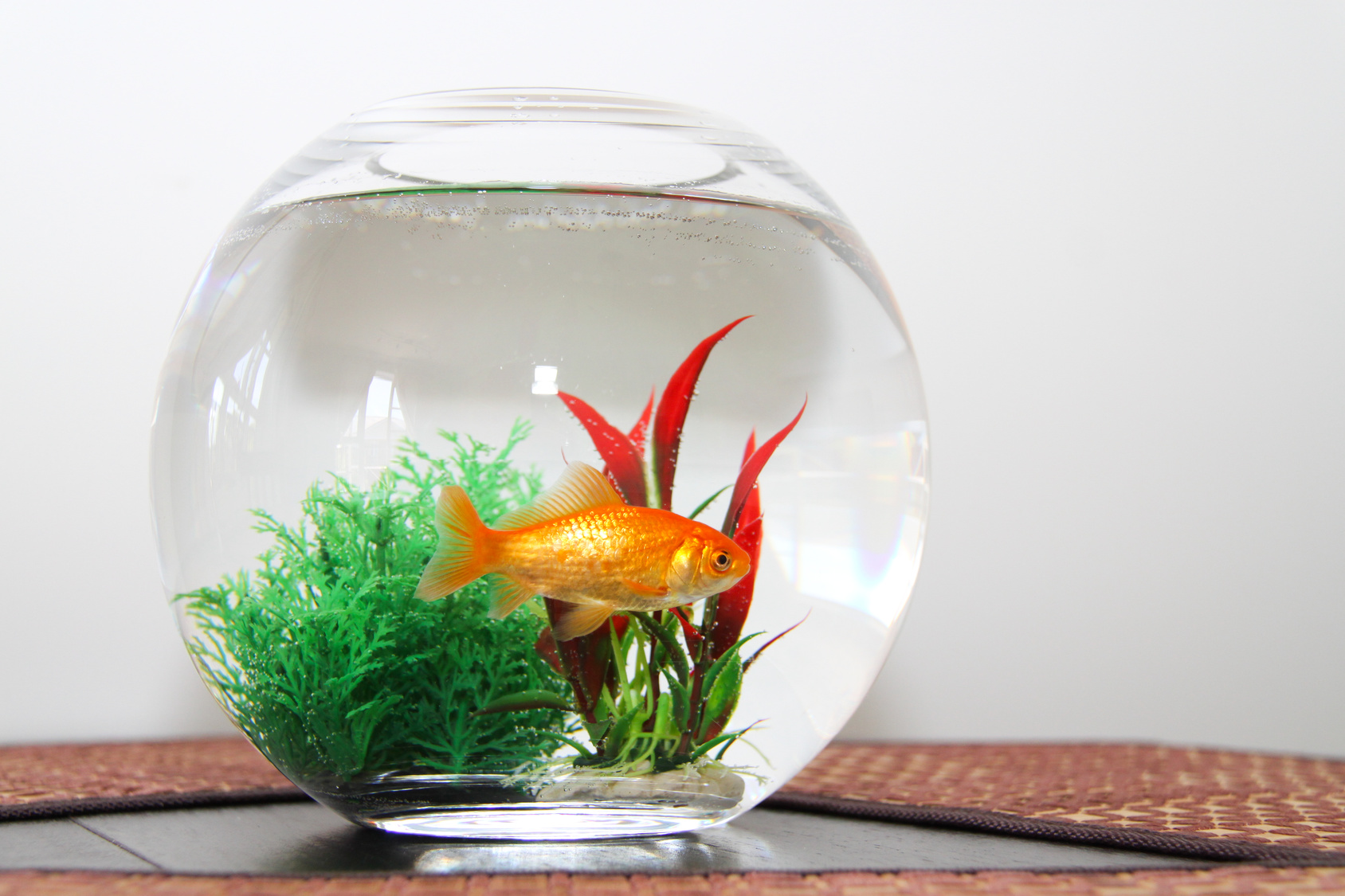 Comment nettoyer un aquarium ? - Les Astucieux