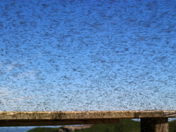 Comment se débarrasser des moucherons ?
