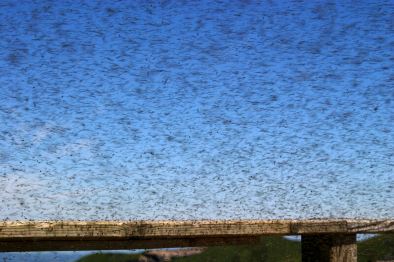 Comment se débarrasser des moucherons ?