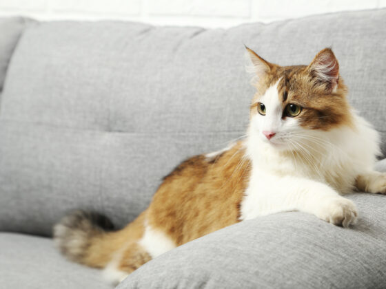 Archives Des Animaux Page 2 Sur 3 Les Astucieux