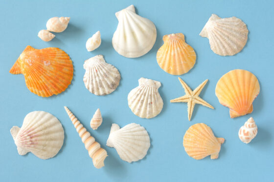 Comment nettoyer les coquillages ramassés sur la plage ?