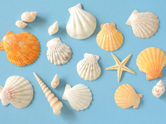 Comment nettoyer les coquillages ramassés sur la plage ?