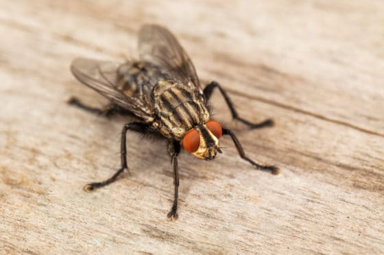 Comment se débarrasser des mouches ?
