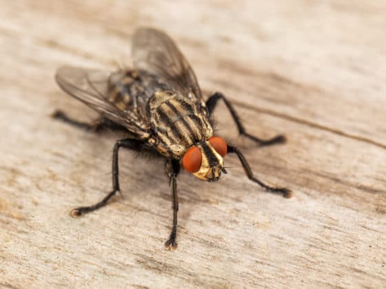 Comment se débarrasser des mouches ?
