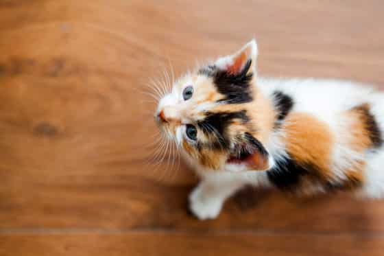 comment nettoyer des traces d’urine d’animaux sur du parquet vitrifié ?