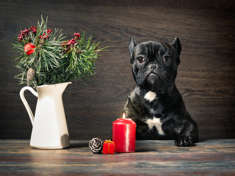 Comment neutraliser les odeurs d'animaux dans votre intérieur ?