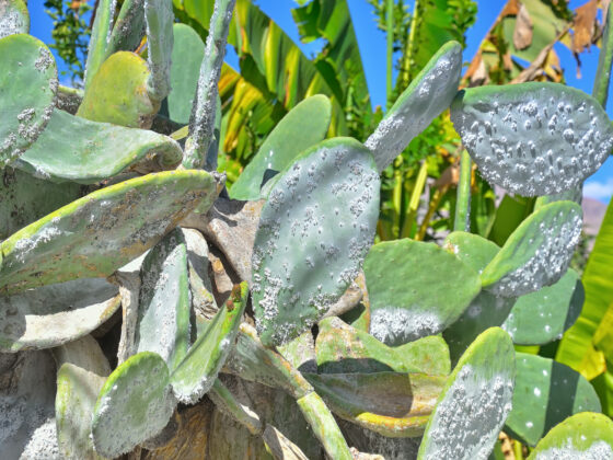 Un traitement bio contre les cochenilles à faire vous-même