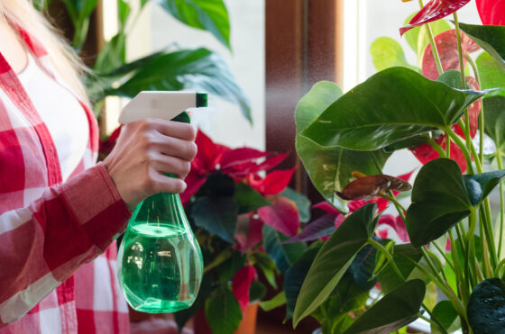 Comment fabriquer soi-même du répulsif anti-moucherons