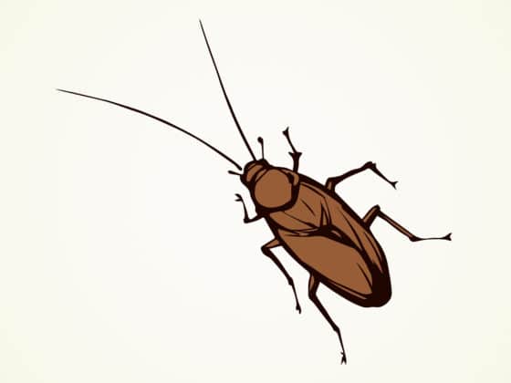 Comment éviter que les cafards ne rentrent dans la maison ?