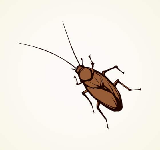 Comment éviter que les cafards ne rentrent dans la maison ?