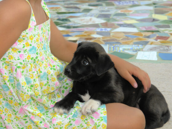 Comment se débarrasser des odeurs d’urine de chien sur une terrasse en béton ?