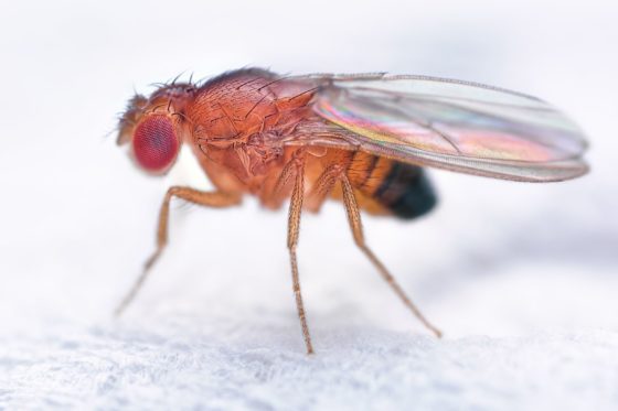 Comment éloigner les insectes de votre habitation ?