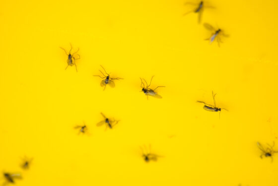 Comment se débarrasser de moucherons dans la maison ?