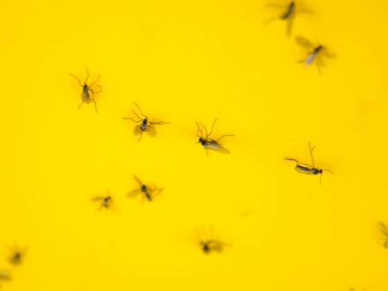 Comment se débarrasser de moucherons dans la maison ?