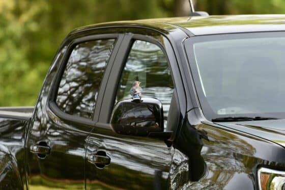 Petit oiseau posé sur le rétroviseur d'une voiture