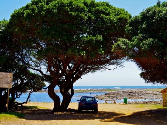 Comment faire partir les dépôts de résine d’arbre sur la carrosserie d’une voiture ?