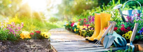 Comment nettoyer et désinfecter les outils de jardinage ?
