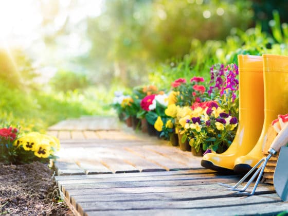 Comment nettoyer et désinfecter les outils de jardinage ?