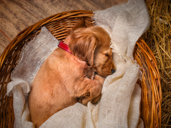 Comment débarrasser efficacement les paniers de vos animaux des parasites ?