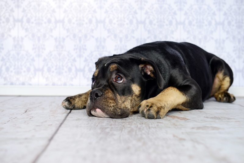 Comment faire disparaître de mauvaises odeurs d’un plancher en bois ?