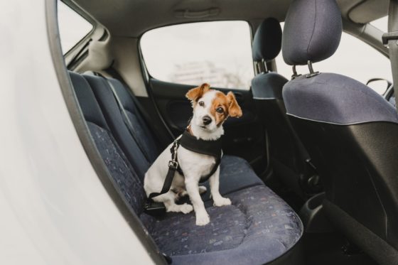 Comment se débarrasser des odeurs persistantes à l’intérieur d’une voiture ?