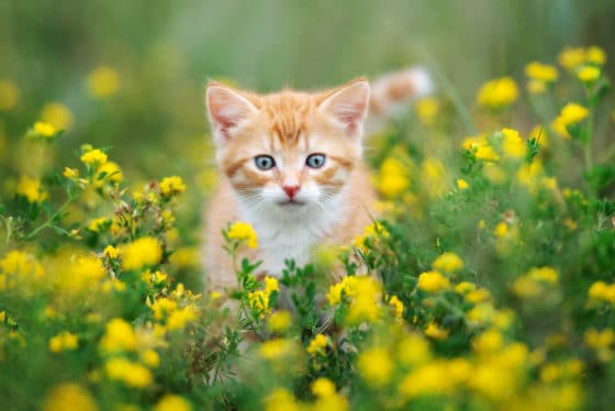 Comment réaliser un répulsif contre les chats ?