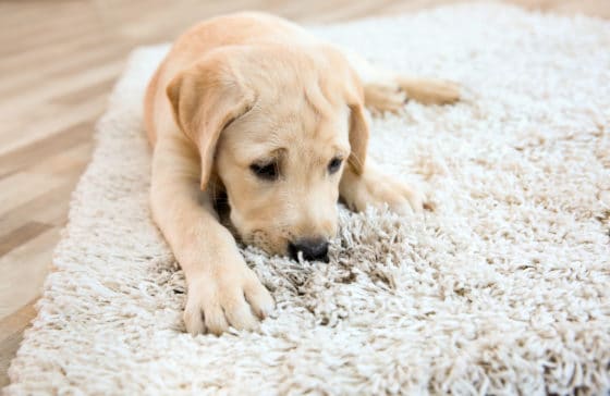 Comment nettoyer un tapis épais ou sali par de nombreux passages ?