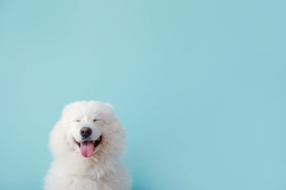 Comment fabriquer un répulsif pour chien ?