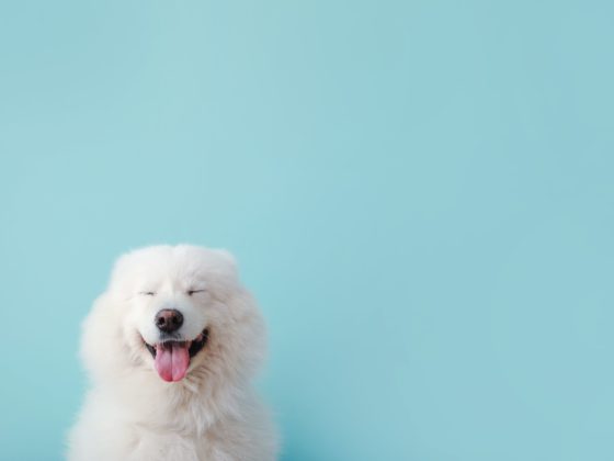 Comment fabriquer un répulsif pour chien ?