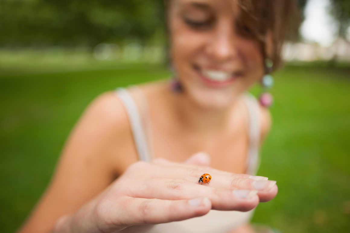 Comment éloigner les coccinelles de votre intérieur ? - Les Astucieux
