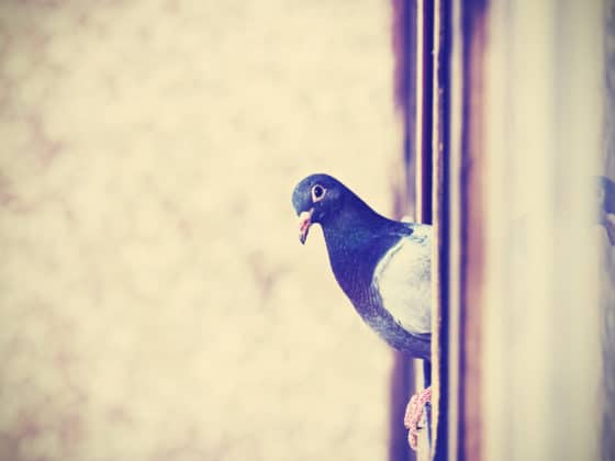 Comment éloigner les pigeons de vos balcons et rebords de fenêtres sans leur faire de mal ?