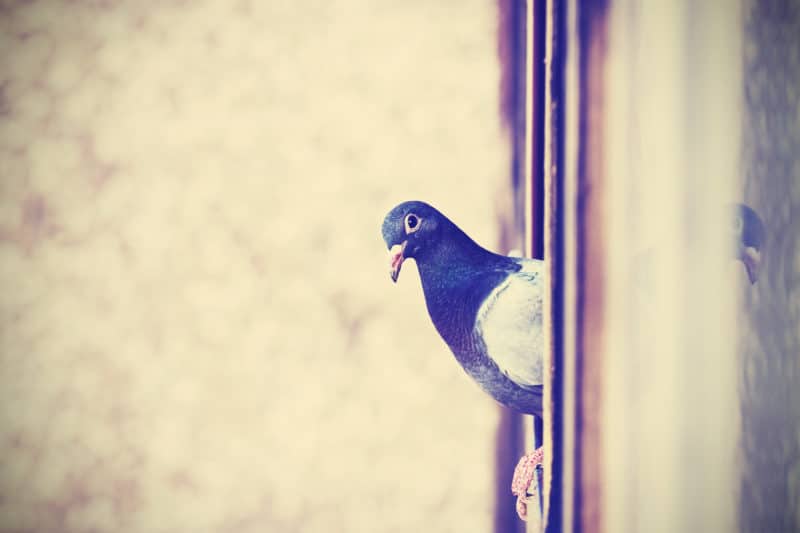 Comment éloigner les pigeons de vos balcons et rebords de fenêtres sans leur faire de mal ?