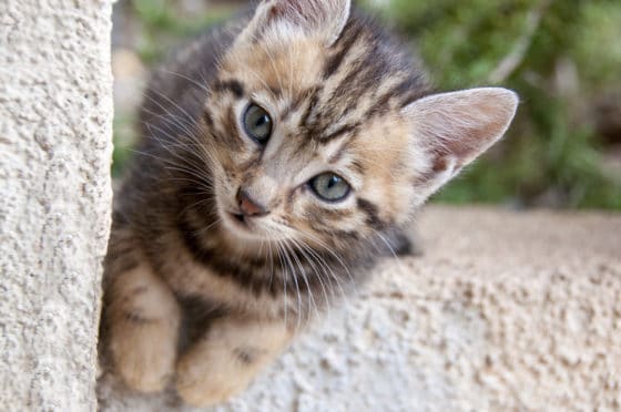 Comment nettoyer des traces de pattes d'animaux sur un crépi extérieur ?