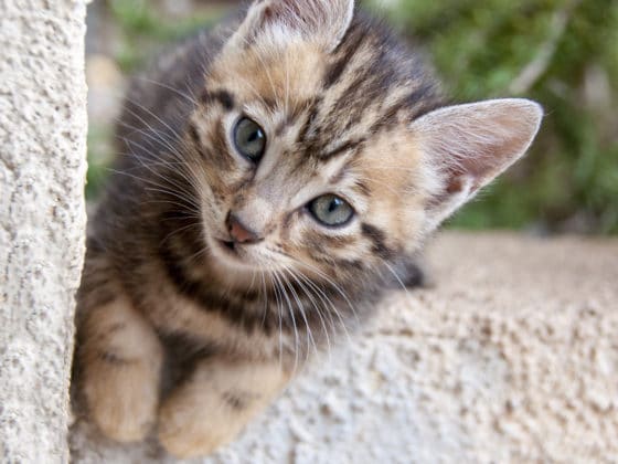 Comment nettoyer des traces de pattes d'animaux sur un crépi extérieur ?