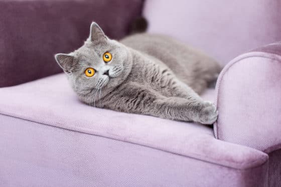 Comment éliminer des odeurs d’urine de chat sur un canapé en velours ?