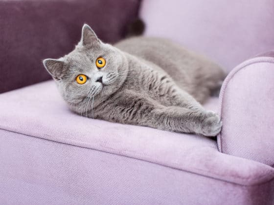 Comment éliminer des odeurs d’urine de chat sur un canapé en velours ?