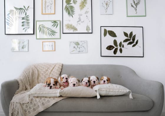 Comment éliminer les odeurs de chien sur un canapé en tissu ?