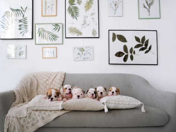 Comment éliminer les odeurs de chien sur un canapé en tissu ?