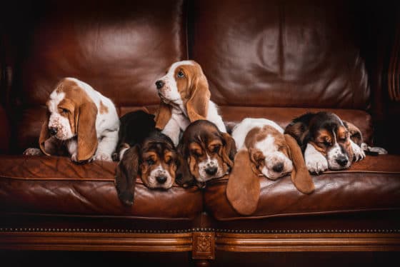 Comment atténuer des griffures d’animal sur un canapé en cuir ?