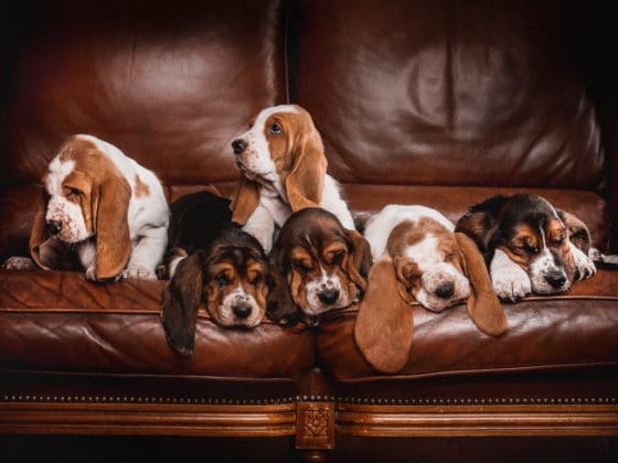 Comment atténuer des griffures d’animal sur un canapé en cuir ?