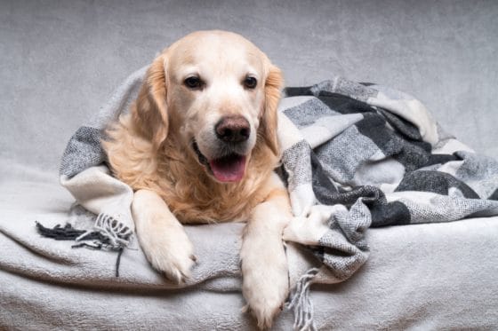 comment éliminer des poils de chien sur un plaid
