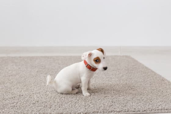 Comment faire disparaître une tache due à du vomi de chien sur un tapis ?