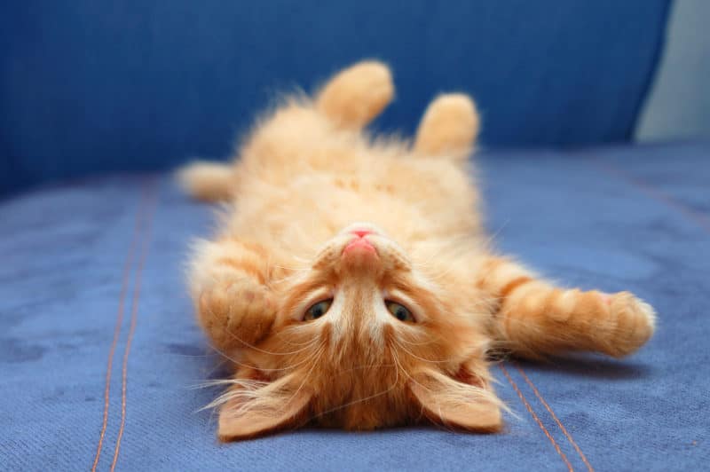 Comment nettoyer du daim taché d’urine de chat ?