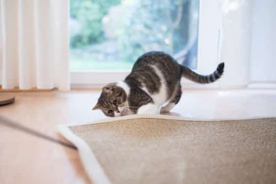 Comment nettoyer des taches d’urine de chat sur un revêtement de sol en jonc de mer ?